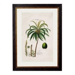 Ashton And Barrow Art & Prints Vintage Study Of South American Coconut Palm Tree C.1843 - Rectangular Glass-Framed Print