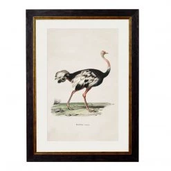Ashton And Barrow Vintage Ostrich C.1846 - Rectangular Glass-Framed Print