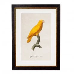 Ashton And Barrow NEW IN! Vintage Pacific Parrotlet C.1800s , Parrot Collection - Rectangular Glass-Framed Print, With Gold Detail