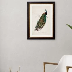 Ashton And Barrow Vintage Peacock C.1847 - Rectangular Glass-Framed Print