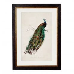 Ashton And Barrow Vintage Peacock C.1847 - Rectangular Glass-Framed Print