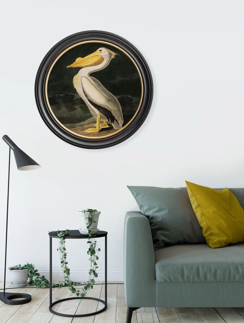 Ashton And Barrow Vintage American Pelican C.1838 - Round Glass-Framed Print With Gold Detail 2 Ashton And Barrow Vintage American Pelican C.1838 - Round Glass-Framed Print With Gold Detail