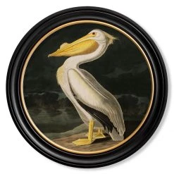 Ashton And Barrow Vintage American Pelican C.1838 - Round Glass-Framed Print With Gold Detail 7 Ashton And Barrow Vintage American Pelican C.1838 - Round Glass-Framed Print With Gold Detail