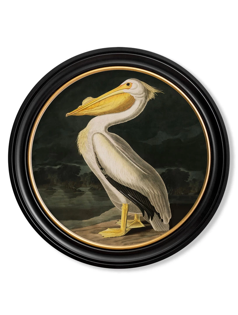 Ashton And Barrow Vintage American Pelican C.1838 - Round Glass-Framed Print With Gold Detail 4 Ashton And Barrow Vintage American Pelican C.1838 - Round Glass-Framed Print With Gold Detail