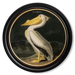 Ashton And Barrow Vintage American Pelican C.1838 - Round Glass-Framed Print With Gold Detail
