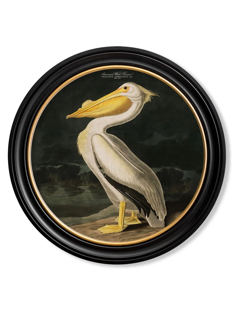 Ashton And Barrow Vintage American Pelican C.1838 - Round Glass-Framed Print With Gold Detail 1 Ashton And Barrow Vintage American Pelican C.1838 - Round Glass-Framed Print With Gold Detail