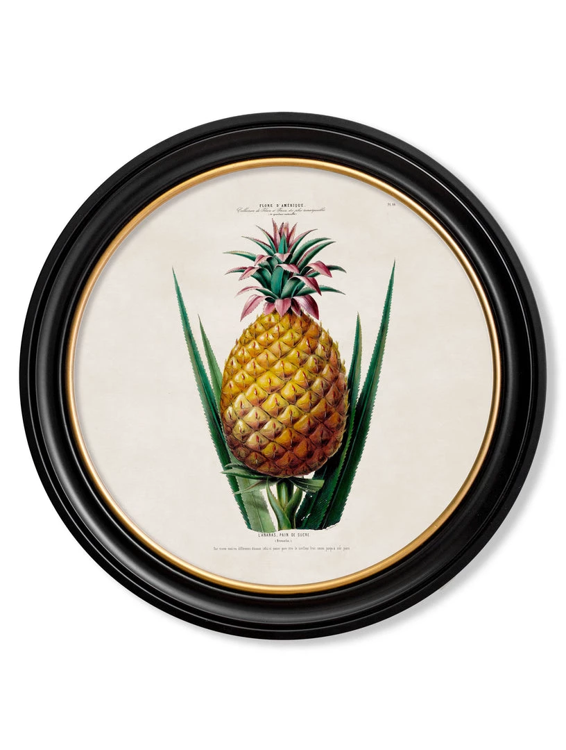 Ashton And Barrow Vintage Pineapple Plant C.1843 - Round Glass-Framed Print With Gold Detail Art & Prints 1 Ashton And Barrow Vintage Pineapple Plant C.1843 - Round Glass-Framed Print With Gold Detail Art & Prints
