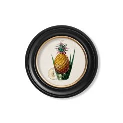 Ashton And Barrow Vintage Pineapple Plant C.1843 - Round Glass-Framed Print With Gold Detail Art & Prints 6 Ashton And Barrow Vintage Pineapple Plant C.1843 - Round Glass-Framed Print With Gold Detail Art & Prints