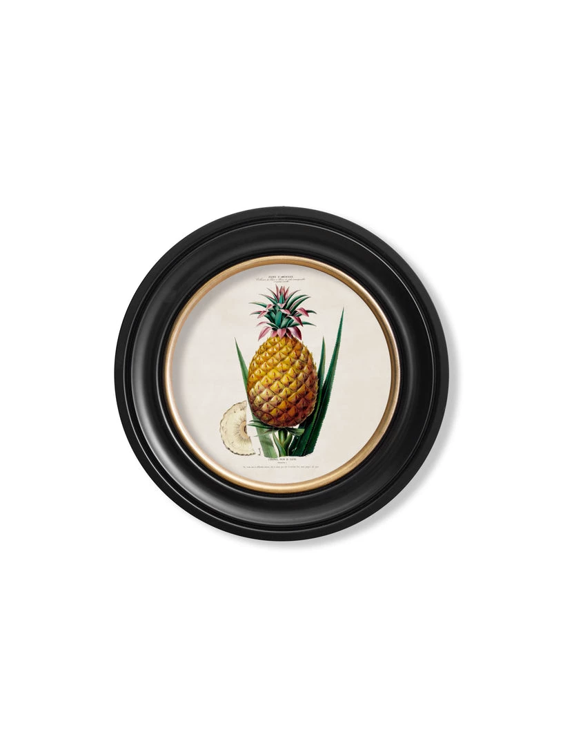 Ashton And Barrow Vintage Pineapple Plant C.1843 - Round Glass-Framed Print With Gold Detail Art & Prints 3 Ashton And Barrow Vintage Pineapple Plant C.1843 - Round Glass-Framed Print With Gold Detail Art & Prints