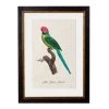 Ashton And Barrow Vintage Plum Headed Parakeet C.1800s , Parrot Collection - Rectangular Glass-Framed Print, With Gold Detail NEW IN!