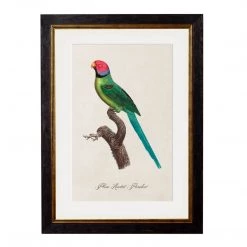 Ashton And Barrow Vintage Plum Headed Parakeet C.1800s , Parrot Collection - Rectangular Glass-Framed Print, With Gold Detail NEW IN!