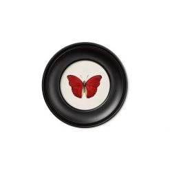 Ashton And Barrow Vintage Tropical Butterfly C.1835 - Mini Round Glass-Framed Print With Gold Detail Art & Prints