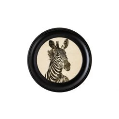 Ashton And Barrow NEW IN! Vintage Zebra C.1890 - Round Glass-Framed Print (Right Facing)