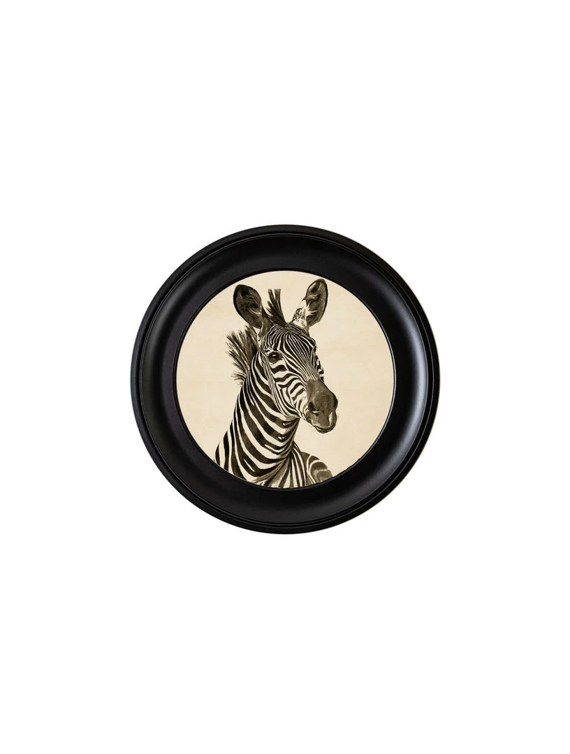 Ashton And Barrow NEW IN! Vintage Zebra C.1890 - Round Glass-Framed Print (Right Facing) 2 Ashton And Barrow NEW IN! Vintage Zebra C.1890 - Round Glass-Framed Print (Right Facing)