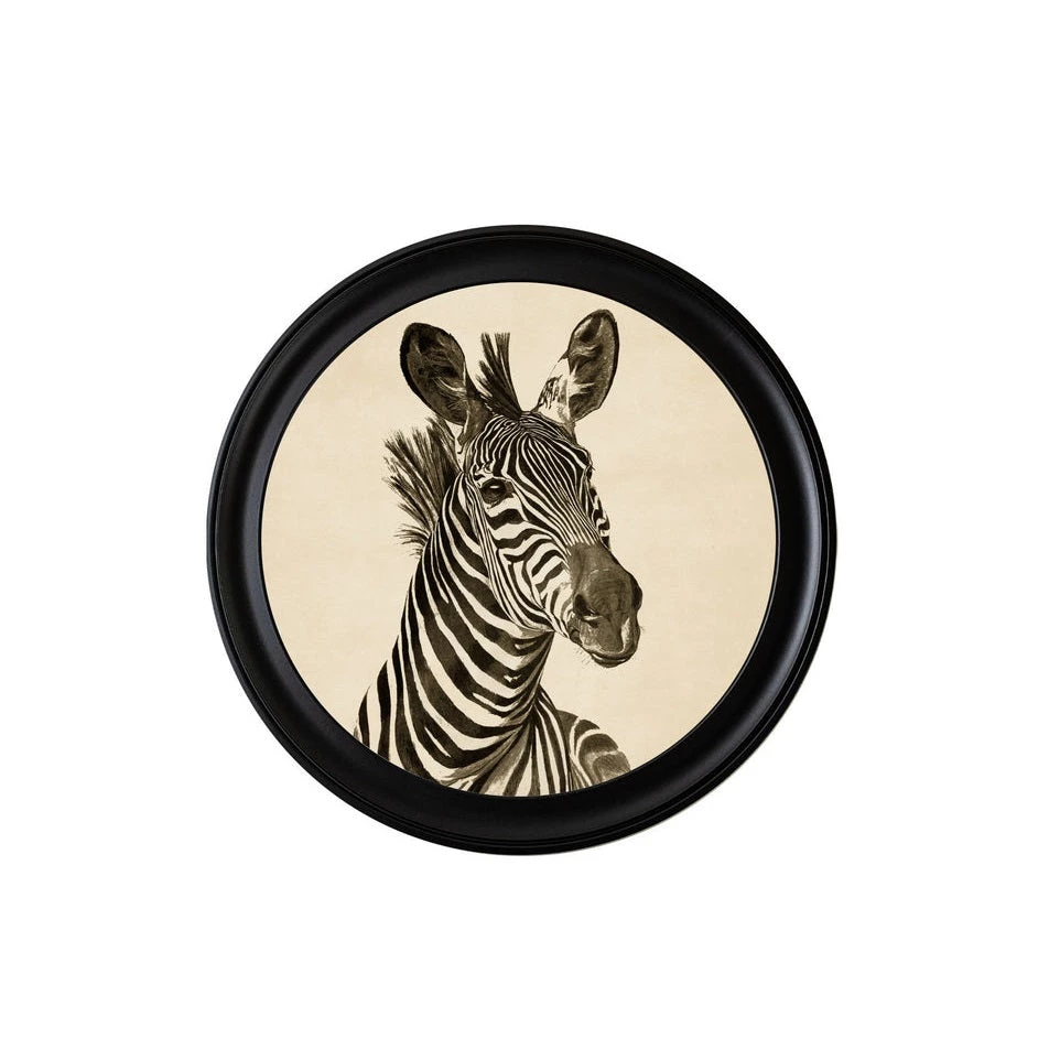 Ashton And Barrow NEW IN! Vintage Zebra C.1890 - Round Glass-Framed Print (Right Facing) 1 Ashton And Barrow NEW IN! Vintage Zebra C.1890 - Round Glass-Framed Print (Right Facing)