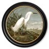 Ashton And Barrow Vintage White Heron C.1838, Round Framed Print