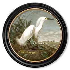 Ashton And Barrow Vintage White Heron C.1838, Round Framed Print