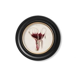 Ashton And Barrow NEW IN! Vintage Squid C.1876 - Round Glass-Framed Print