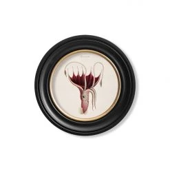 Ashton And Barrow Vintage Marine Life Collection C.1876 - Set Of 4 Round Glass Framed Prints - Made In Britain NEW IN!