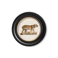 Ashton And Barrow Vintage Tiger C.1824 - Round Glass-Framed Print