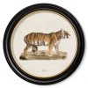 Ashton And Barrow Vintage Tiger C.1824 - Round Glass-Framed Print