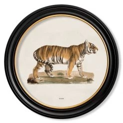Ashton And Barrow Vintage Tiger C.1824 - Round Glass-Framed Print
