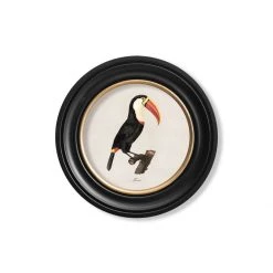 Ashton And Barrow Vintage Toucan, Facing Right C.1809, Round Glass-Framed Print Art & Prints