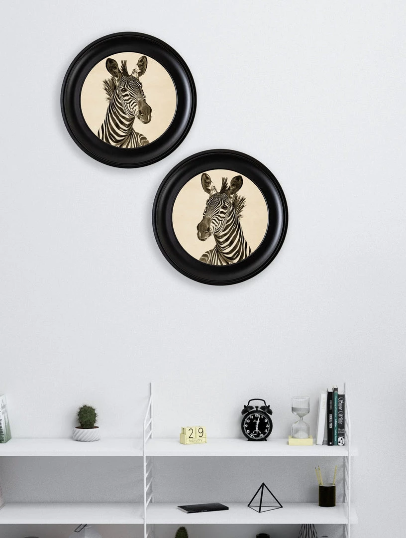 Ashton And Barrow NEW IN! Vintage Zebra C.1890 - Round Glass-Framed Print (Right Facing) 3 Ashton And Barrow NEW IN! Vintage Zebra C.1890 - Round Glass-Framed Print (Right Facing)