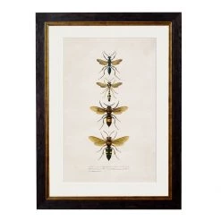 Ashton And Barrow Vintage Wasps C.1892 - Rectangular Glass-Framed Print