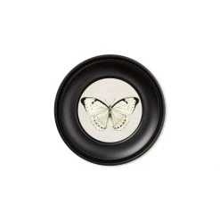 Ashton And Barrow Vintage Tropical Butterfly C.1835 - Mini Round Glass-Framed Print With Gold Detail Art & Prints