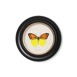 Ashton And Barrow Art & Prints Vintage Tropical Butterfly C.1835 - Round Glass-Framed Print With Gold Detail